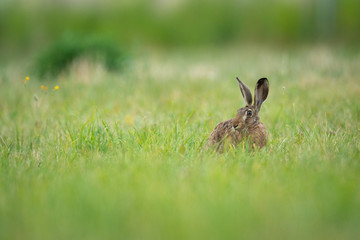 European hare sitting in the grass. Brown mammal in its natral environment. Brown hare on a meadow.