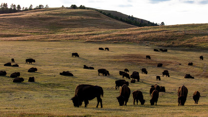 Fototapeta na wymiar Amerian Bison known as Buffalo, Custer State Park