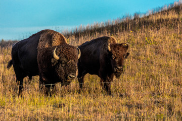 Amerian  Bison known as Buffalo, Custer State Park © spiritofamerica