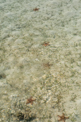 Starfish on the bottom of the Celebes Sea