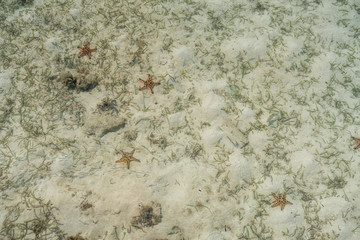 Starfish on the bottom of the Celebes Sea