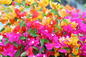 Colorful Bougainvilleas background