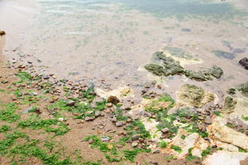 green seaweed on a beach