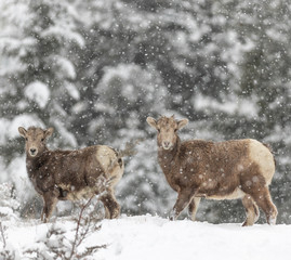 Bighorn sheep in winter mountain scene