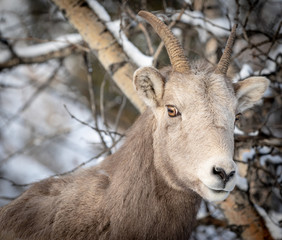 Bighorn sheep in winter mountain scene