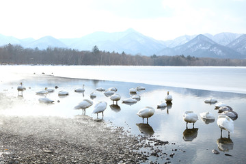 屈斜路湖の白鳥	
