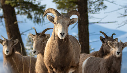 Bighorn sheep in winter mountain scene