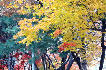 Naklejka na ściany i meble 한국의 아름다운 가을 단풍
