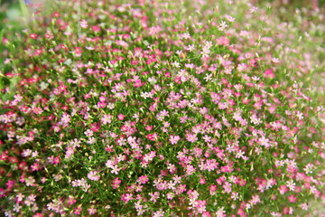 Obraz premium Closeup view of gypsophila flower