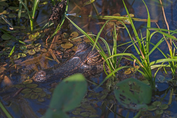 Spectacled Caiman Hiding in a Wetland