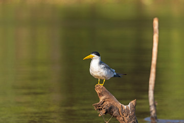 Large Billed Tern in the Pantanal