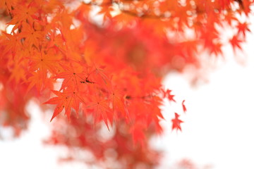 한국의 아름다운 가을 단풍