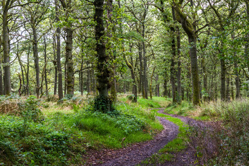 Woodland Walk in the Highlands