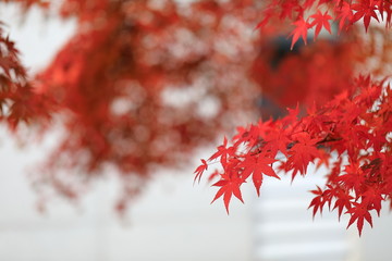 한국의 아름다운 가을 단풍