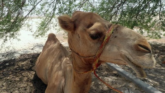 Camel resting under a tree to get out of the hot desert sun