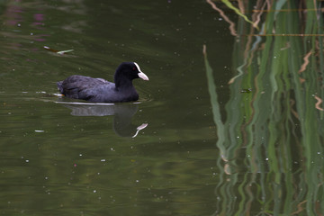 Coot or moorhen in the Highlands