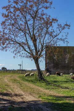 obejas de altamirano