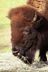 Buttonwood Park Zoo animal inhabitants