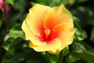Obraz premium Close up orange Hibiscus flower