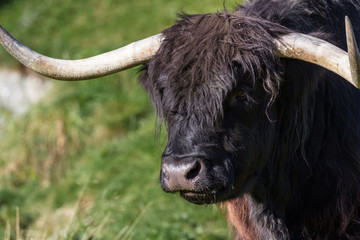 Black highland cow