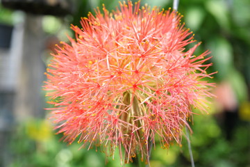 Haemanthus multiflorus (Tratt.) Martyn or blood lily bulb