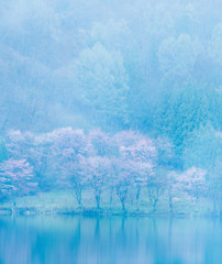 桜　長野県大町市