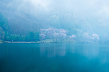 桜　長野県大町市