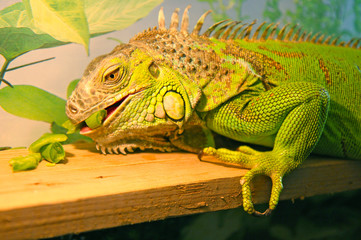 green iguana