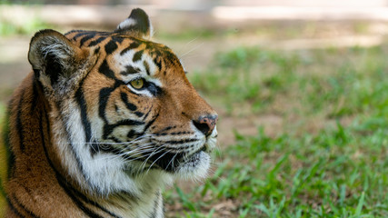 Fototapeta na wymiar Sumatran tiger close up profile shot