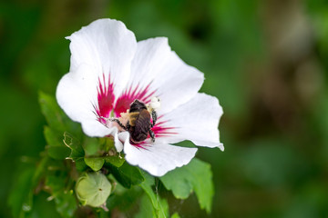 Pollen Covered Bee Clinging to the Stamen of a Flower
