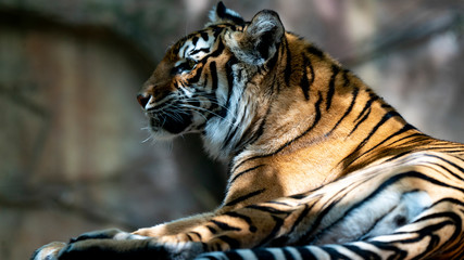 Sumatran tiger laying down looking right to left of frame