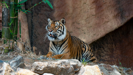 Fototapeta na wymiar Sumatran tiger laying down proud looking full body shot