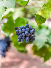 Bunch of grapes on the vineyard scene food and nature backgrounds