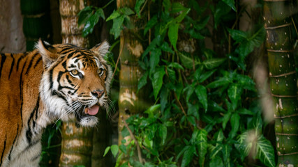 Fototapeta na wymiar Sumatran tiger looking left to right of frame