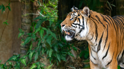 Sumatran tiger profile