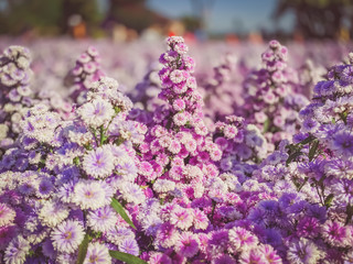Obraz premium Purple flowers in the garden nature landscape backgrounds