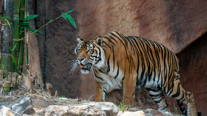 Fototapeta na wymiar Sumatran tiger prowling looks set to pounce full body shot