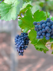 Bunch of grapes with green leaf scene agriculture nature backgrounds