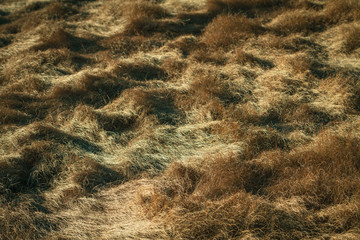 salt marsh grass