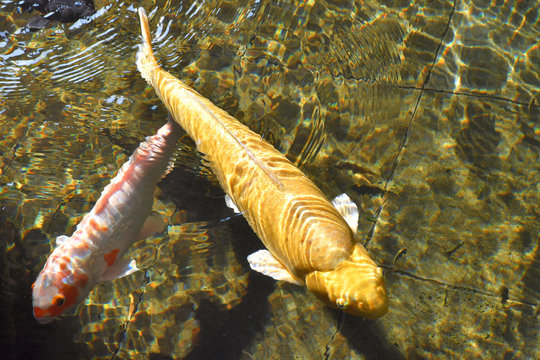 Koi fish. In pood, symbol of good luck in asia