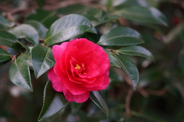 Fototapeta premium 椿の花