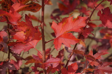 紅葉した葉