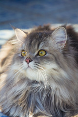Gray cat with fluffy hair