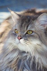 A cat with gray fur and a cute face