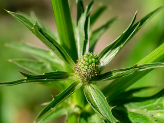 Fototapeta premium Close up Culantro flower with blur green leaves.