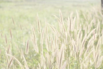 green wheat field with  grass flowers 