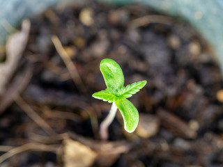 Marijuana or Thai stick tree are growth