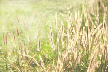 grass flower on sunlight in the morning