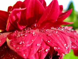 Red Dahlia with water drops