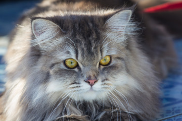 A cat with gray fur and a cute face